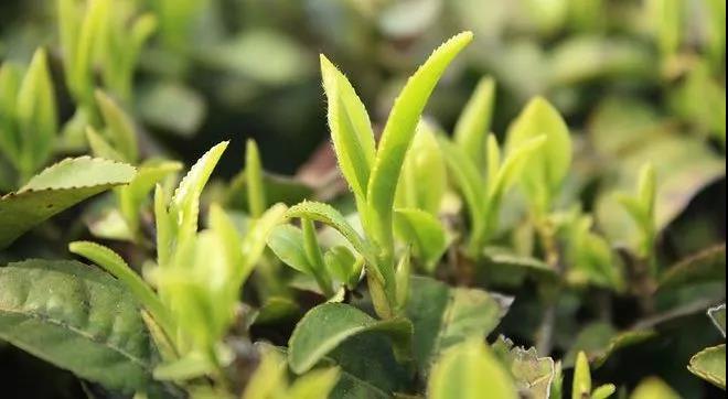 茶叶也能做“亲子鉴定”?放心买茶要知道这几点